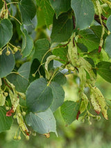 Winterlinde | Tilia cordata im Onlineshop der Bohlken Baumschulen