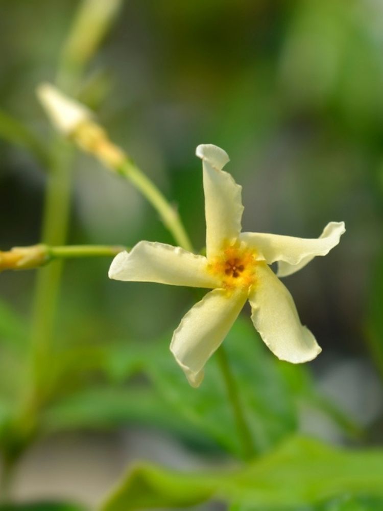 Sternjasmin, Toskanischer Jasmin | Trachelospermum jasminoides  'Star of Toscane' im Onlineshop der Bohlken Baumschulen
