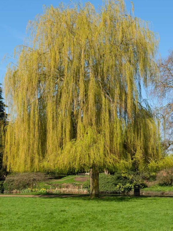 Trauerweide, Hängeweide | Salix sepulcralis 'Chrysocoma' im Onlineshop der Bohlken Baumschulen