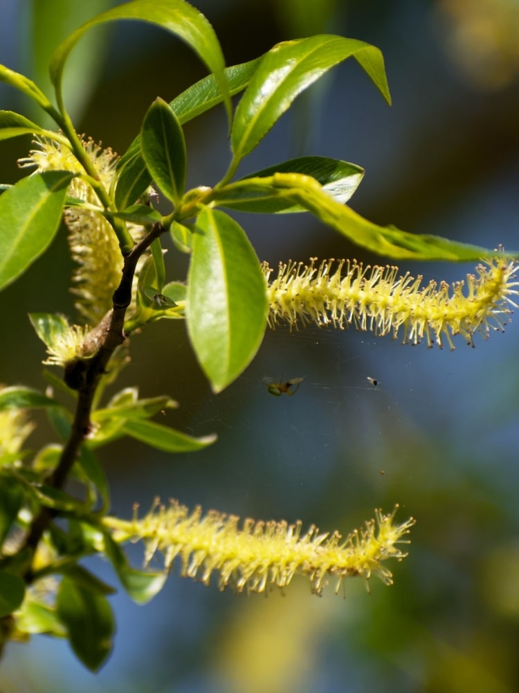 Trauerweide, Hängeweide | Salix sepulcralis 'Chrysocoma' im Onlineshop der Bohlken Baumschulen