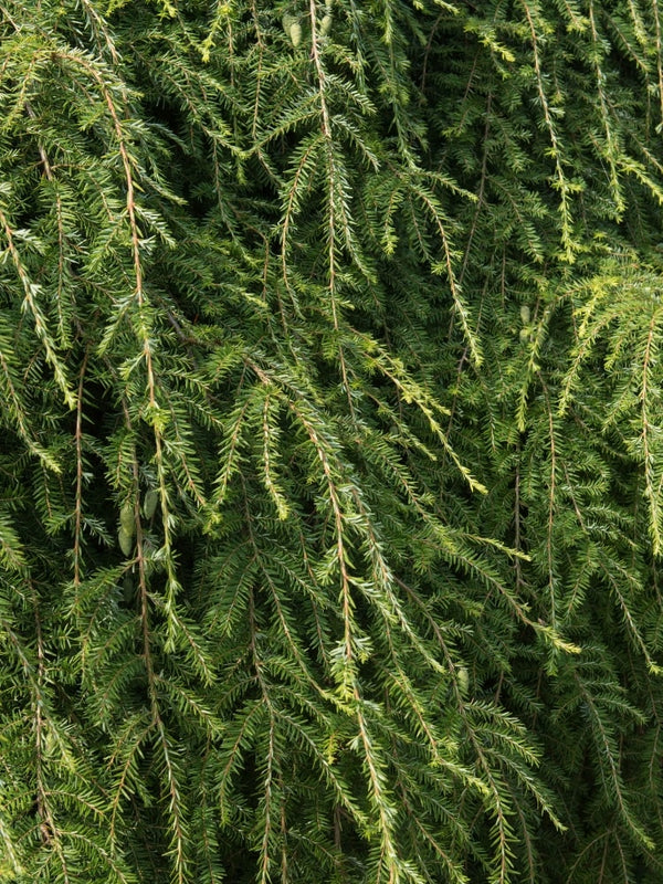 Hänge-Hemlocktanne 'Pendula' | Tsuga canadensis 'Pendula' kaufen im Onlineshop der Bohlken Baumschulen