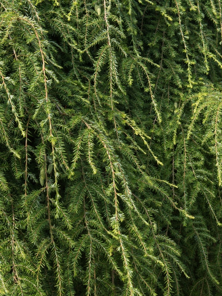 Hänge-Hemlocktanne 'Pendula' | Tsuga canadensis 'Pendula' kaufen im Onlineshop der Bohlken Baumschulen