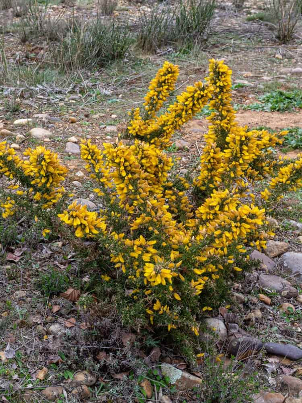 Ulex europaeus, Stechginster, Besenginster, Europäischer Ginster im Onlineshop der Bohlken Baumschulen