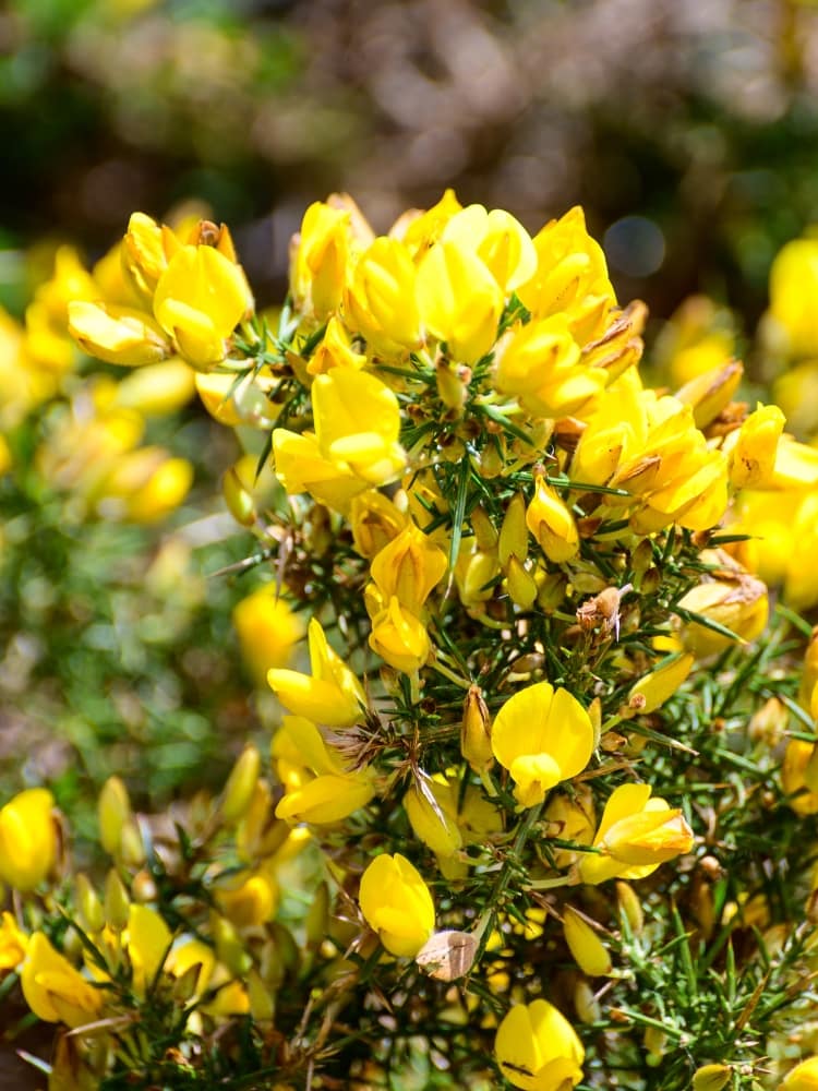Ulex europaeus, Stechginster, Besenginster, Europäischer Ginster im Onlineshop der Bohlken Baumschulen