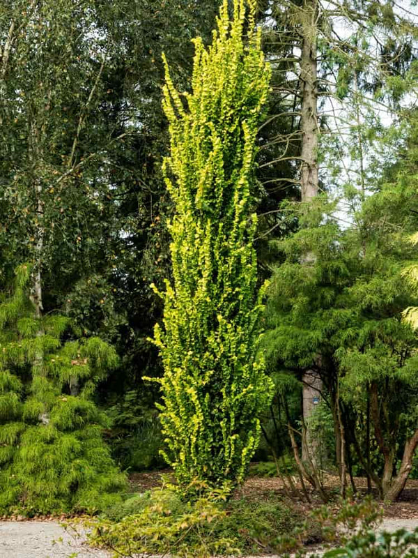 Ulmus carpinifolia 'Wredei', Goldulme 'Wredei' im Onlineshop der Bohlken Baumschulen