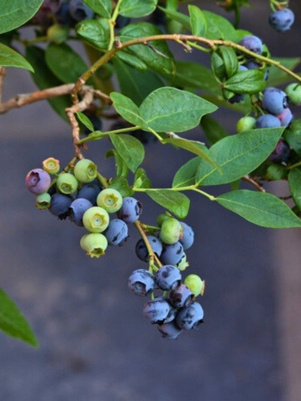 Heidelbeere 'Patriot' | Vaccinium corymbosum 'Patriot' im Onlineshop der Bohlken Baumschulen