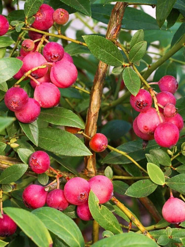 Heidelbeere 'Pink Lemonade' ® | Vaccinium corymbosum 'Pink Lemonade' ® im Onlineshop der Bohlken Baumschulen