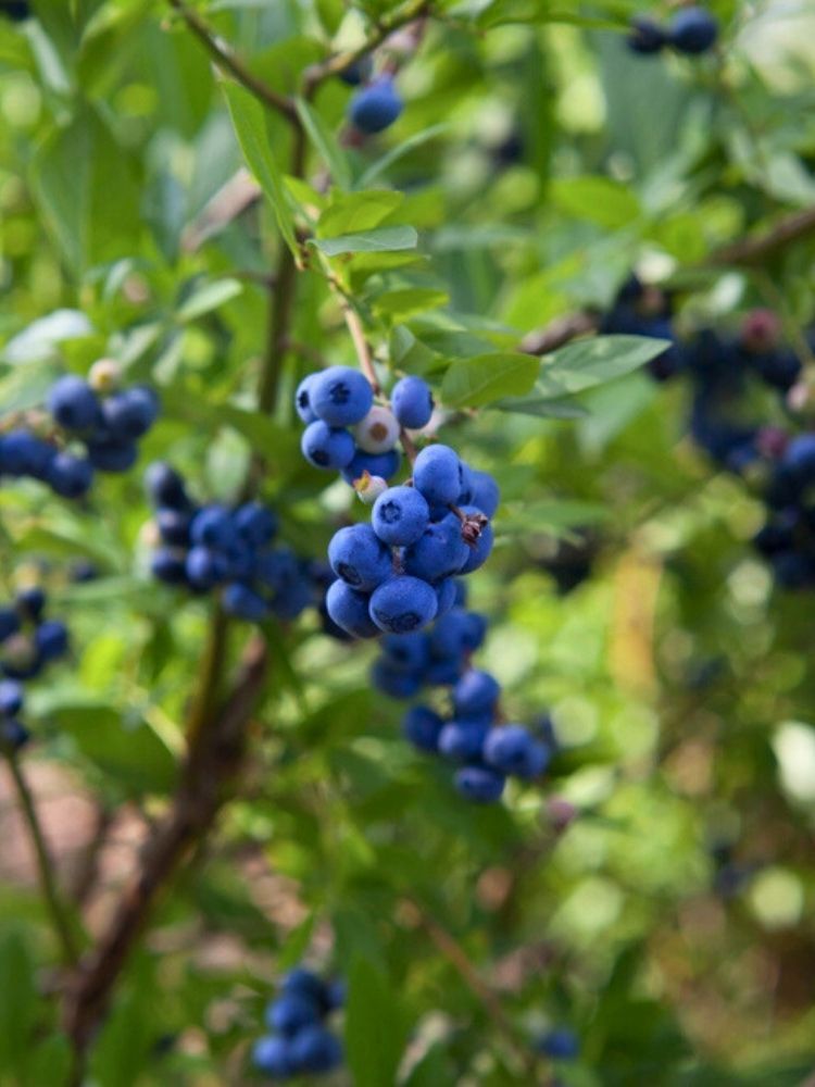 Vaccinium corymbosum 'Reka' ®, Heidelbeere 'Reka' ® im Onlineshop der Bohlken Baumschulen