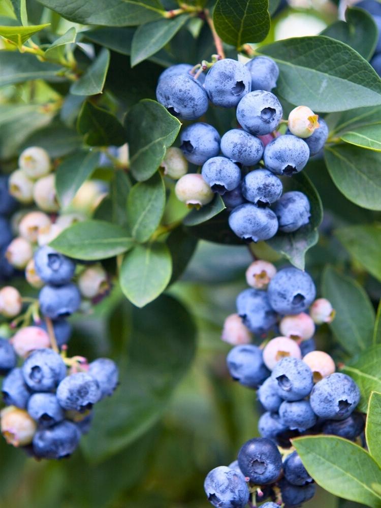 Vaccinium corymbosum 'Sunshine Blue', Immergrüne Heidelbeere 'Sunshine Blue' im Onlineshop der Bohlken Baumschulen