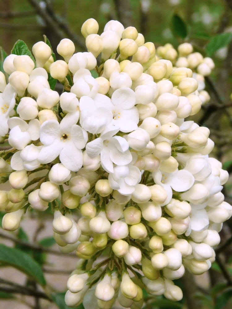 Viburnum 'Eskimo', Schneeball 'Eskimo' im Onlineshop der Bohlken Baumschulen