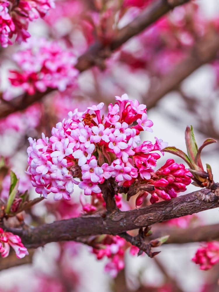 Bild von Winterschneeball Viburnum bodnantense 'Charles Lamont' im Onlineshop von Bohlken Pflanzenversand GbR
