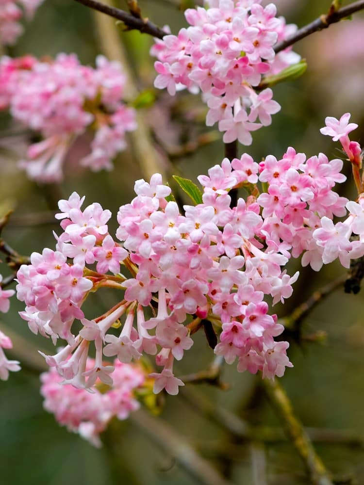 Bild von Winterschneeball Viburnum bodnantense 'Dawn' im Onlineshop von Bohlken Pflanzenversand GbR