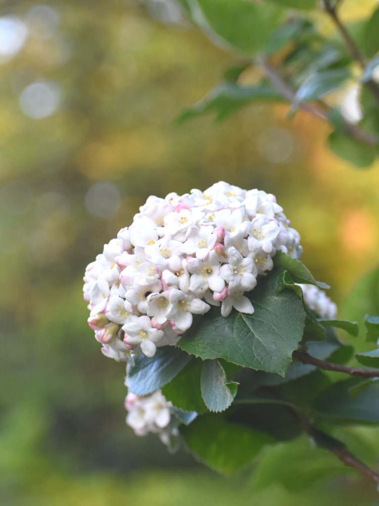 Bild von Osterschneeball Viburnum x burkwoodii im Onlineshop von Bohlken Pflanzenversand GbR