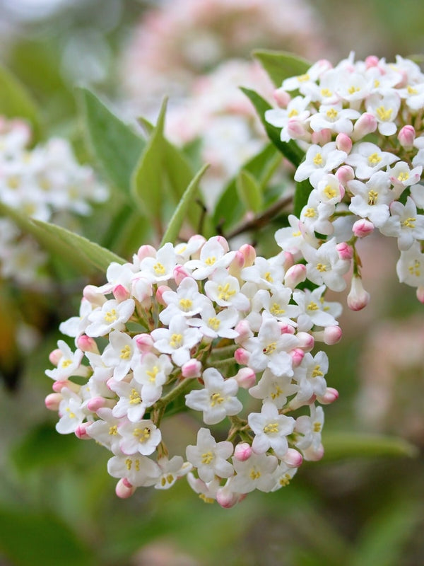 Bild von Osterschneeball Viburnum x burkwoodii 'Anne Russel' im Onlineshop von Bohlken Pflanzenversand GbR