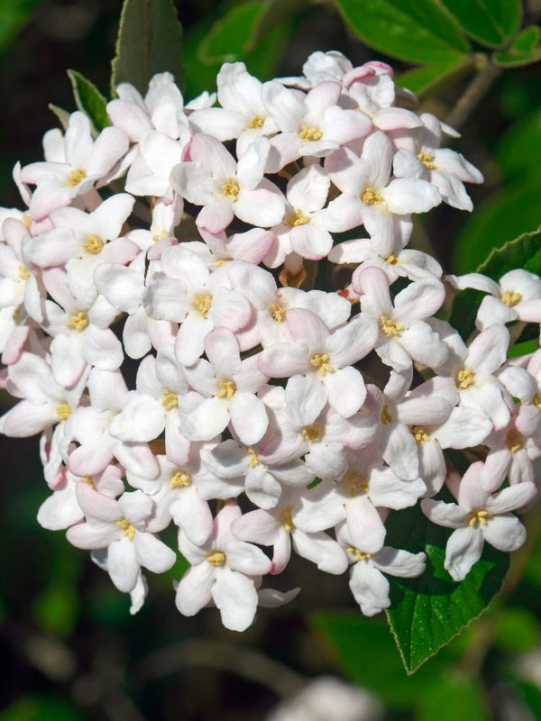 Viburnum burkwoodii 'Conoy', Oster-Schneeball 'Conoy' im Onlineshop der Bohlken Baumschulen