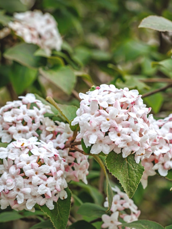 Duft-Schneeball, Viburnum carlesii 'Juddii' im Onlineshop von Bohlken Pflanzenversand GbR