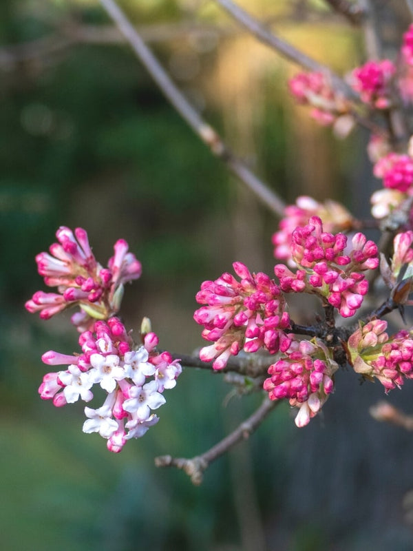 Duft-Schneeball, Viburnum farreri im Onlineshop von Bohlken Pflanzenversand GbR