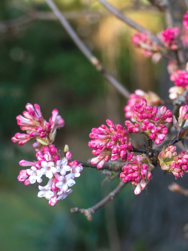 Duft-Schneeball, Viburnum farreri im Onlineshop von Bohlken Pflanzenversand GbR