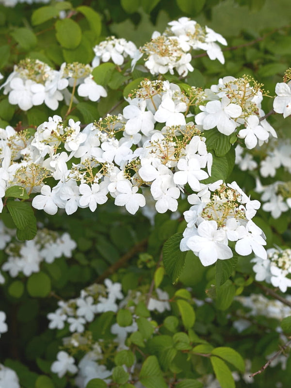 Japanischer Schneeball, Viburnum plicatum 'Mariesii' im Onlineshop von Bohlken Pflanzenversand GbR
