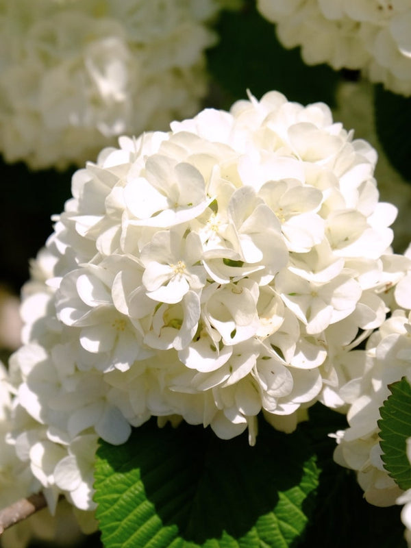 Viburnum plicatum 'Popcorn', Japanischer Schneeball 'Popcorn' im Onlineshop der Bohlken Baumschulen