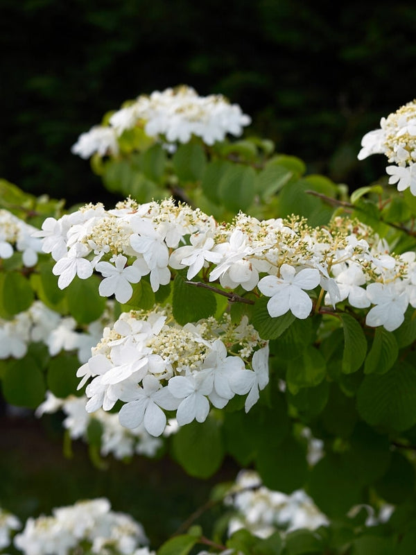 Japanischer Zwerg-Schneeball, Viburnum plicatum 'Watanabe' im Onlineshop von Bohlken Pflanzenversand GbR