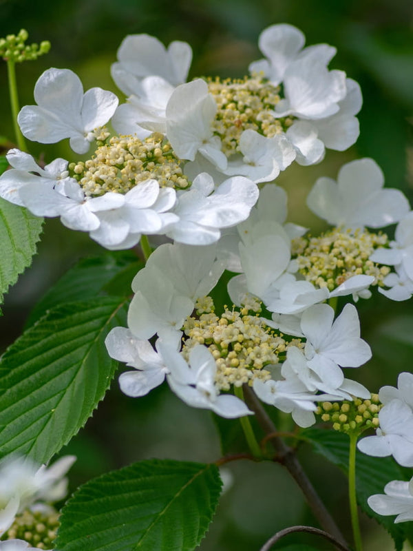 Bild von Filziger Schneeball Viburnum plicatum tomentosum im Onlineshop von Bohlken Pflanzenversand GbR