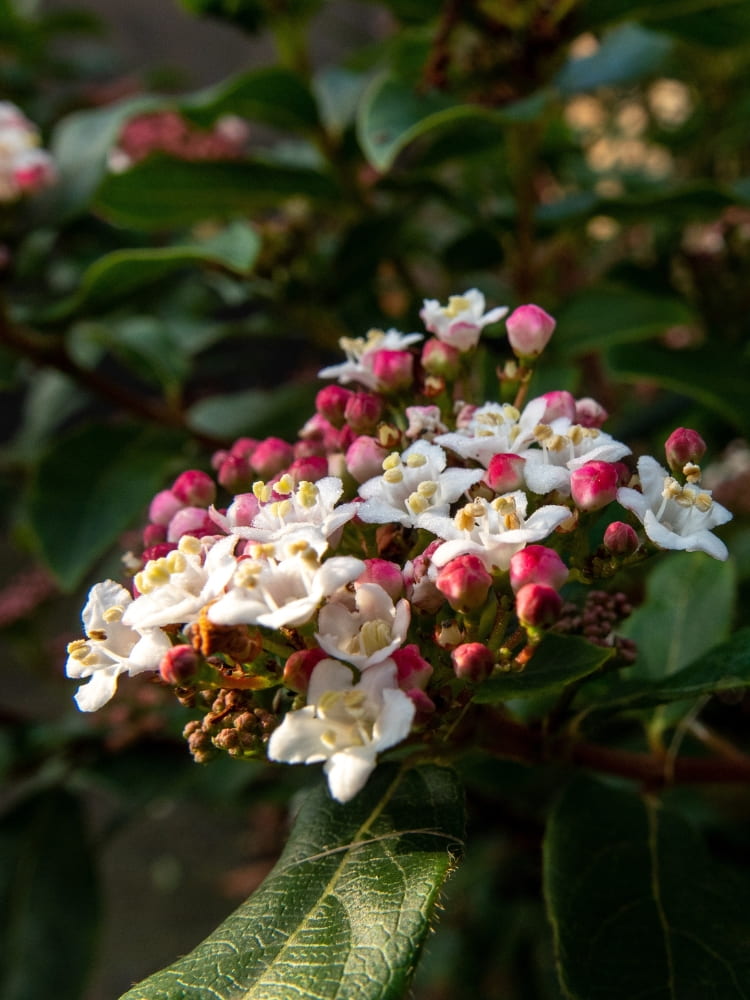 Viburnum tinus 'Gwenllian', Lorbeer-Schneeball 'Gwenllian' im Onlineshop der Bohlken Baumschulen