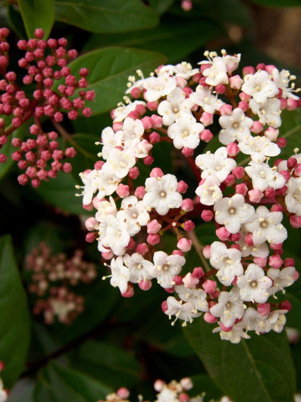 Viburnum tinus 'Gwenllian', Lorbeer-Schneeball 'Gwenllian' im Onlineshop der Bohlken Baumschulen