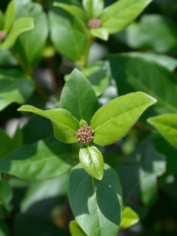 Viburnum tinus 'Gwenllian', Lorbeer-Schneeball 'Gwenllian' im Onlineshop der Bohlken Baumschulen