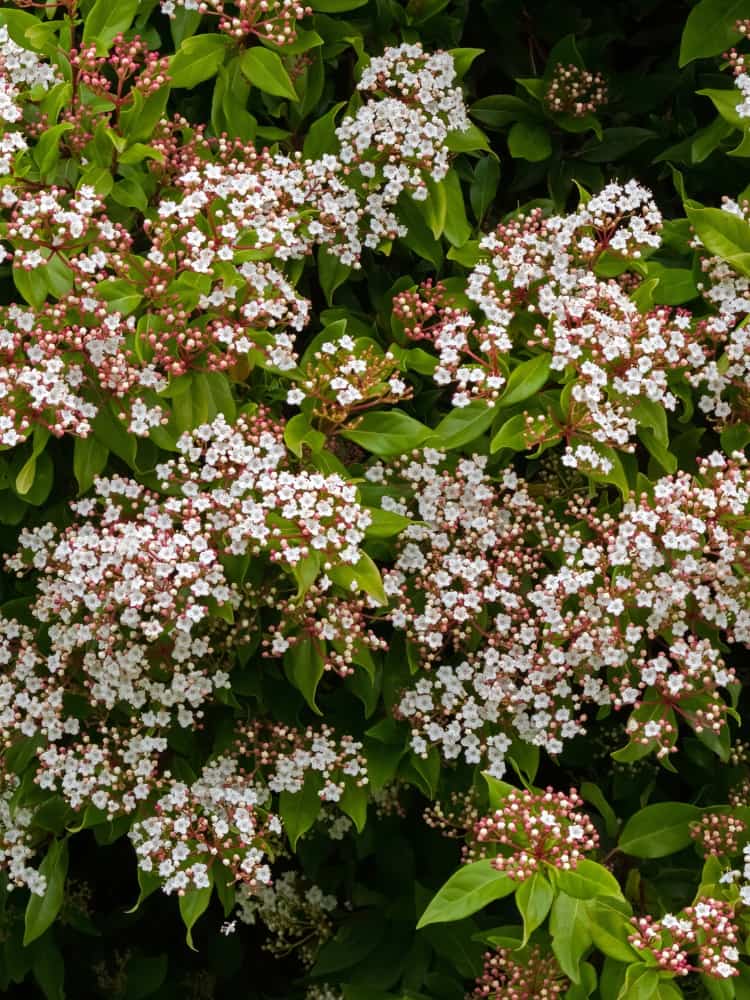 Viburnum tinus 'Ladybird', Mittelmeer-Schneeball 'Ladybird' im Onlineshop der Bohlken Baumschulen