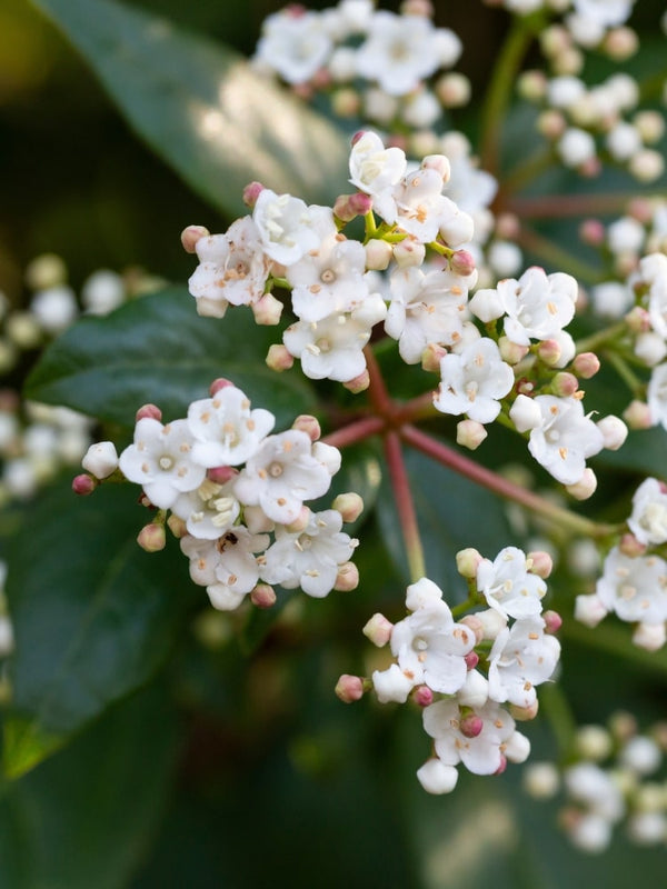 Viburnum tinus 'Ladybird', Mittelmeer-Schneeball 'Ladybird' im Onlineshop der Bohlken Baumschulen