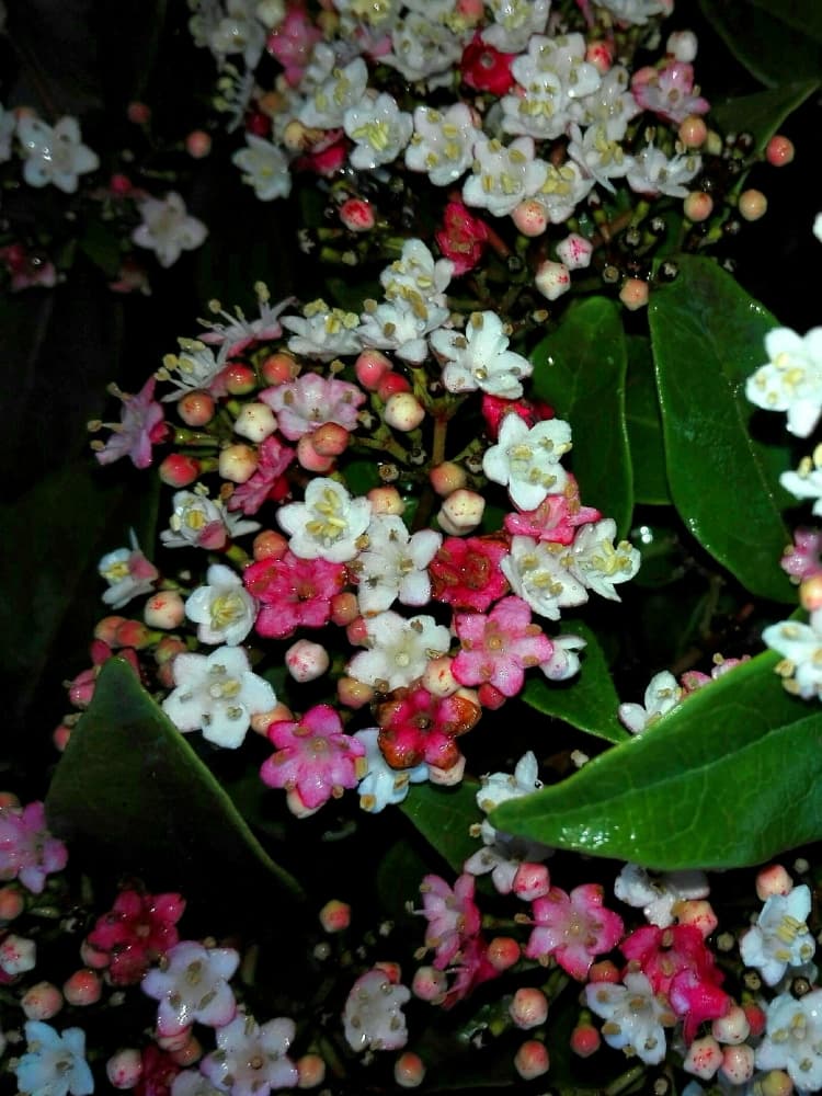 Viburnum tinus 'Lisa Rose' ®, Mittelmeer-Schneeball 'Lisa Rose' ® im Onlineshop der Bohlken Baumschulen