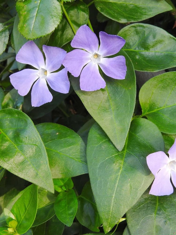 Großblättriges Immergrün, Vinca major im Shop der Bohlken Baumschulen