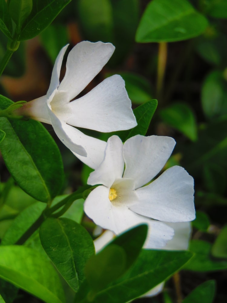 Großblättriges Immergrün 'Alba', Vinca major 'Alba' im Shop der Bohlken Baumschulen
