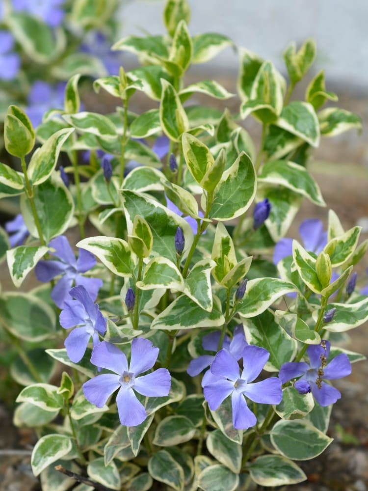 Großblättriges Immergrün 'Variegata', Vinca major 'Variegata' im Shop der Bohlken Baumschulen