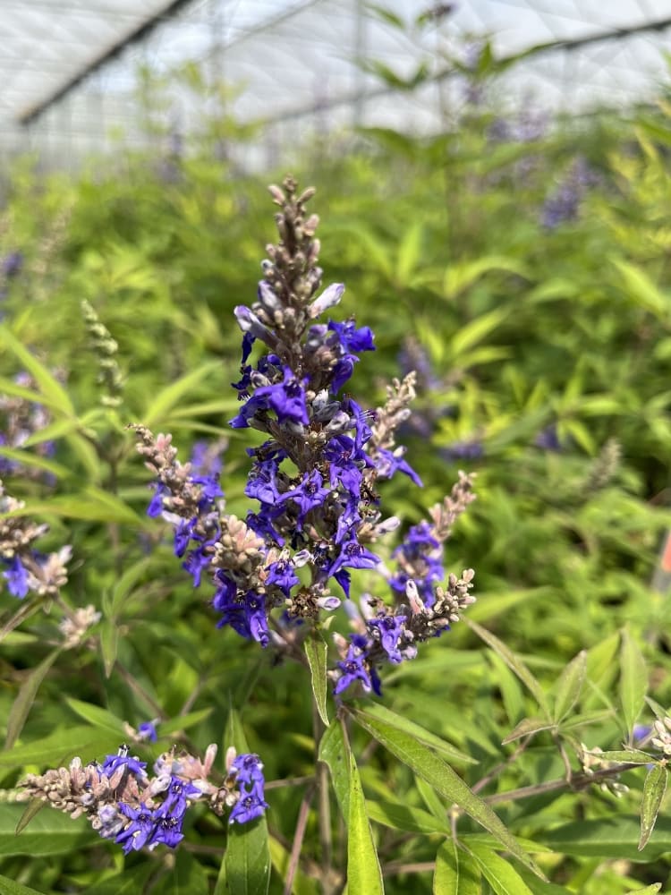 Vitex agnus-castus 'Blue Puffball' ®, Mönchspfeffer 'Blue Puffball' ® im Onlineshop der Bohlken Baumschulen