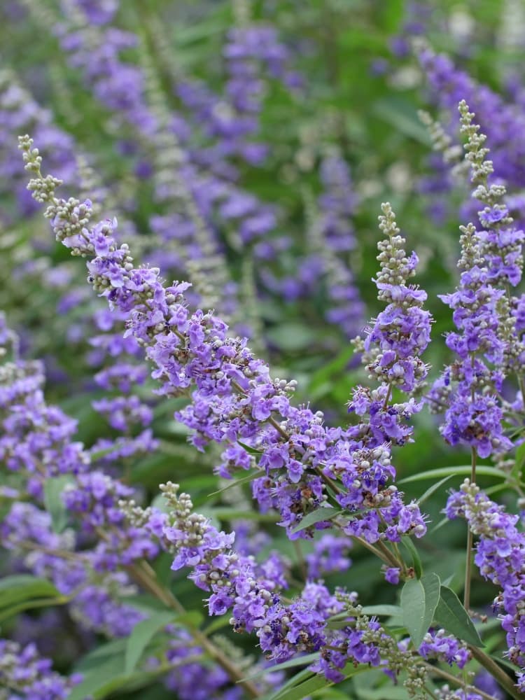 Mönchspfeffer, Keuschbaum Vitex agnus-castus latifolia kaufen im Online-Shop der Bohlken Baumschulen