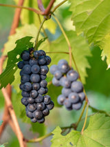 Scharlach-Rebe I Vitis coignetiae im Onlineshop der Bohlken Baumschulen