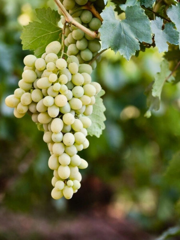 Weinrebe, Weintraube 'Millenium' I Vitis vinifera 'Millenium' im Onlineshop der Bohlken Baumschulen