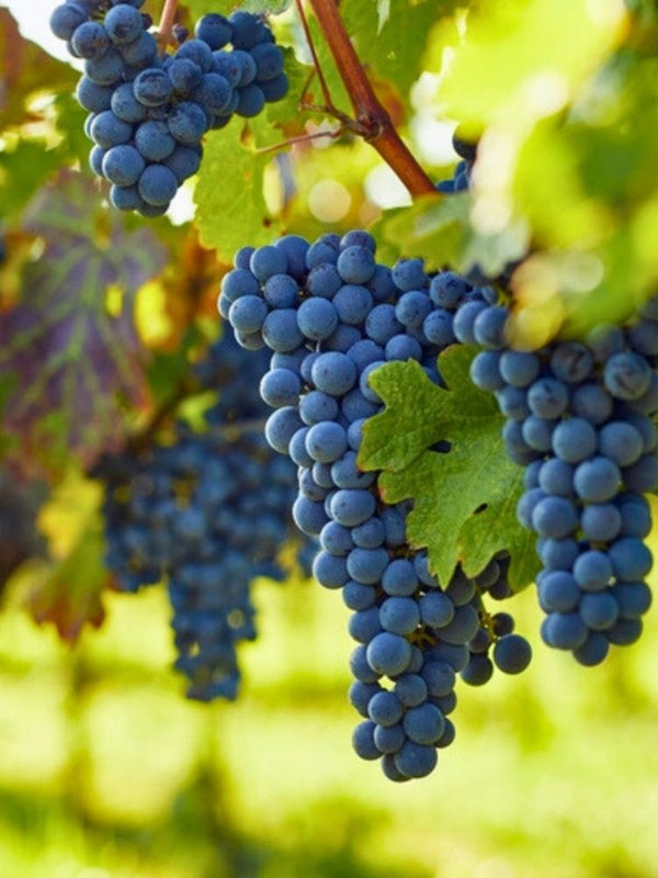 Weinrebe, Weintraube 'Muscat Bleu' I Vitis vinifera 'Muscat Bleu' im Onlineshop der Bohlken Baumschulen
