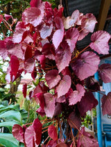 Scharlach-Rebe I Vitis coignetiae im Onlineshop der Bohlken Baumschulen