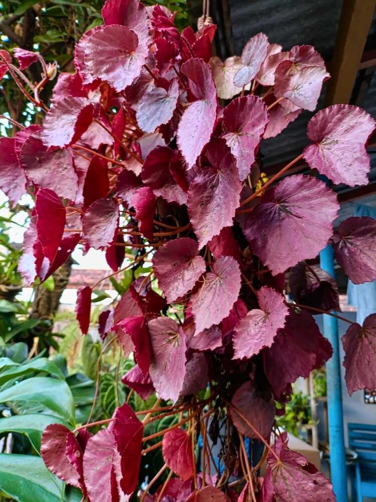 Scharlach-Rebe I Vitis coignetiae im Onlineshop der Bohlken Baumschulen