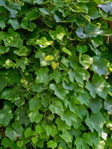 Scharlach-Rebe I Vitis coignetiae im Onlineshop der Bohlken Baumschulen