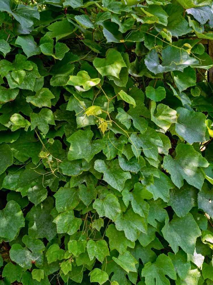 Scharlach-Rebe I Vitis coignetiae im Onlineshop der Bohlken Baumschulen