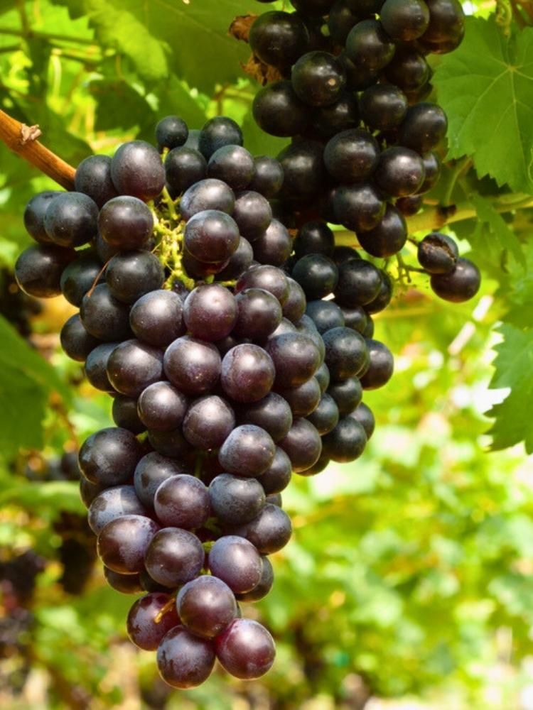Weinrebe, Weintraube, Tafeltraube I Vitis vinifera 'Attika' im Onlineshop der Bohlken Baumschulen