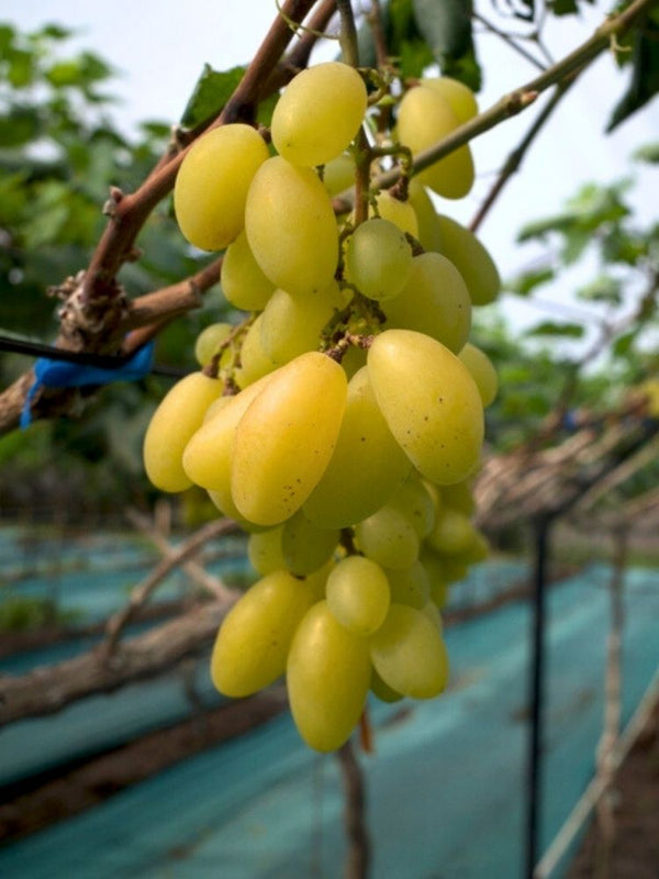 Weinrebe, Weintraube 'Banana' I Vitis vinifera 'Banana' im Onlineshop der Bohlken Baumschulen