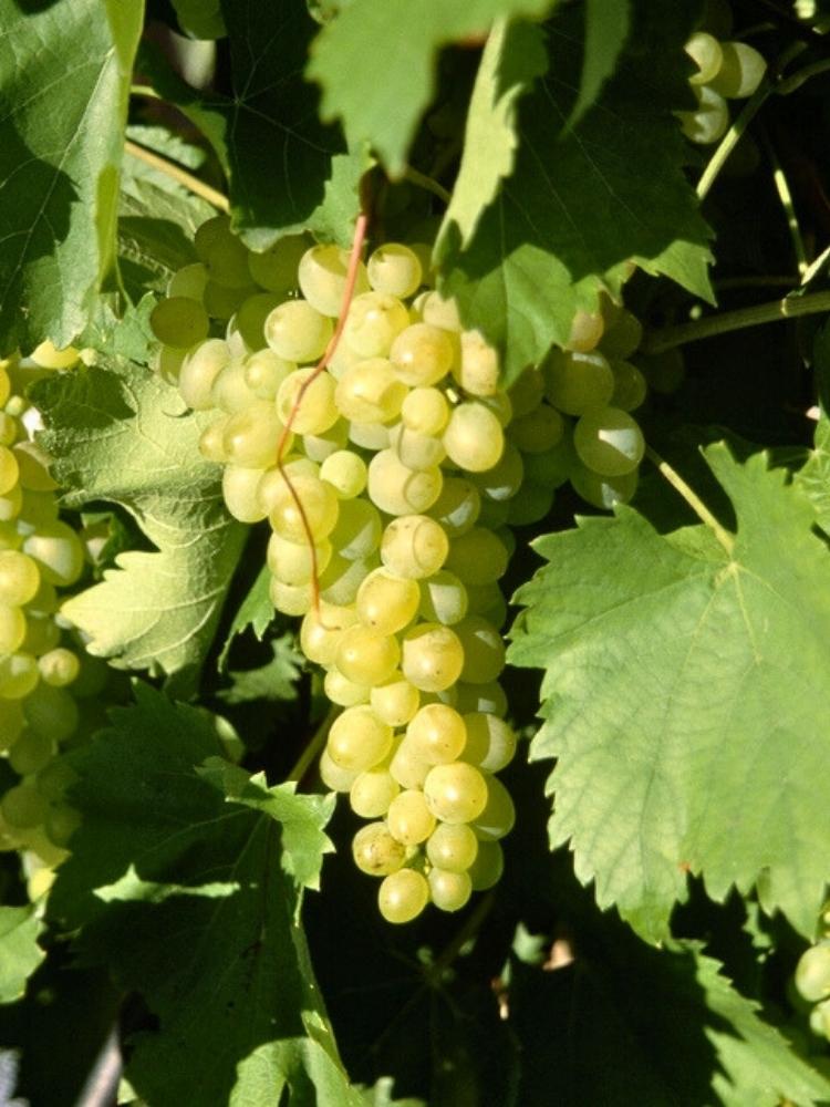 Weinrebe, Weintraube 'Bianca' I Vitis vinifera 'Bianca' im Onlineshop der Bohlken Baumschulen