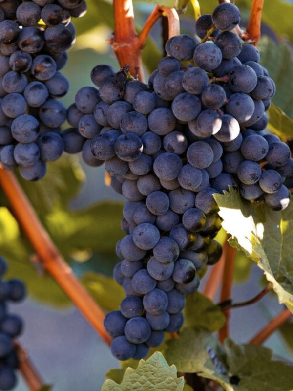 Weinrebe, Weintraube 'Centuri' I Vitis vinifera 'Centuri' im Onlineshop der Bohlken Baumschulen