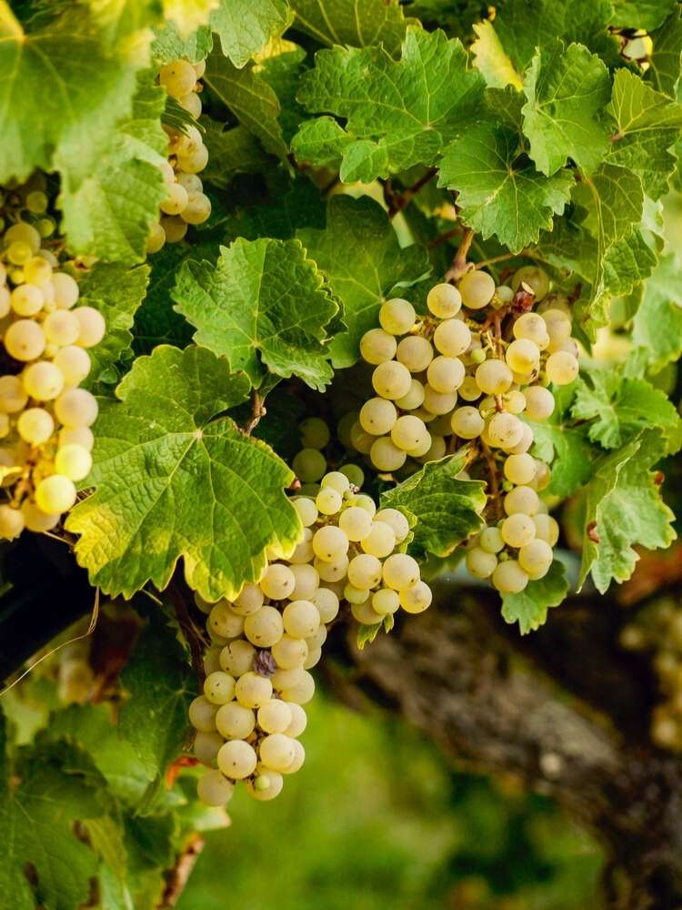 Vitis vinifera 'Chardonnay' im Onlineshop der Bohlken Baumschulen