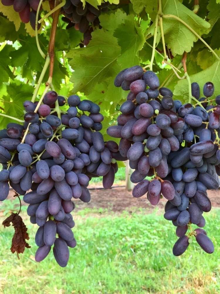 Weinrebe, Weintraube 'Datteltraube' I Vitis vinifera 'Datteltraube' im Onlineshop der Bohlken Baumschulen
